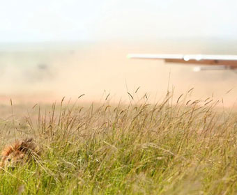 lion hiding in tall grass at airstrip